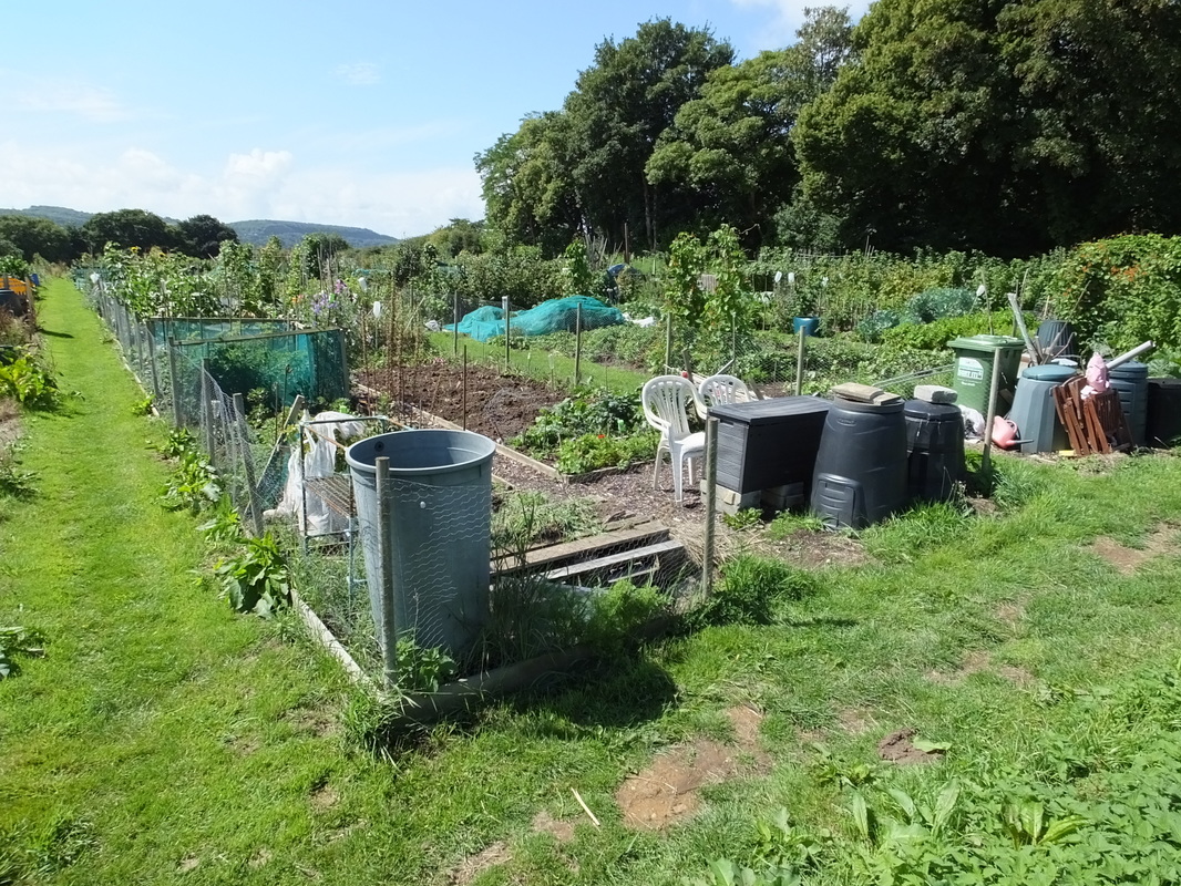 Photos of general views of the allotment site. 
